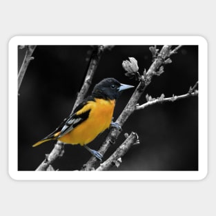 Baltimore Oriole Sticker